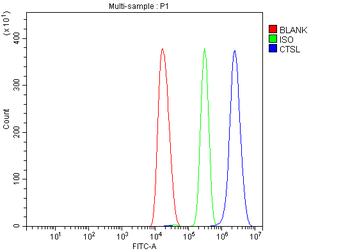 Cathepsin L/MEP/Ctsl Rabbit Polyclonal Antibody