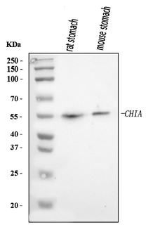 AMCase/CHIA Rabbit Polyclonal Antibody