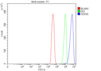 M Cadherin/CDH15 Antibody