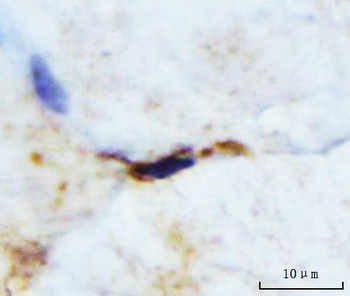 M Cadherin/CDH15 Antibody