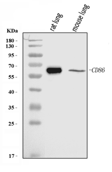 Cd86 Antibody