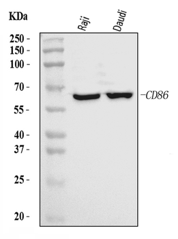 CD86 Rabbit Polyclonal Antibody