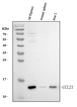Ccl21 Rabbit Polyclonal Antibody