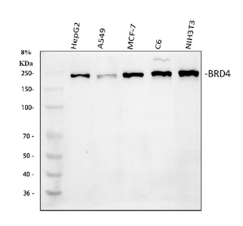 BRD4 Antibody