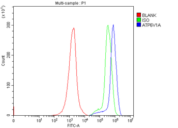 ATP6V1A Antibody