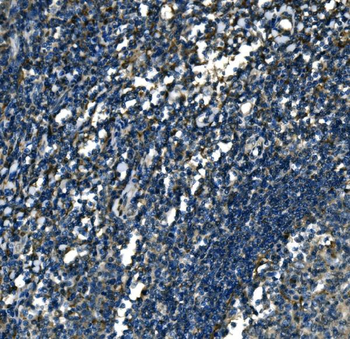 ATP6V1A Antibody
