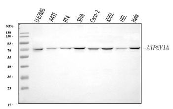 ATP6V1A Antibody