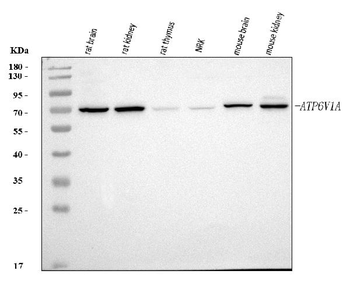 ATP6V1A Antibody