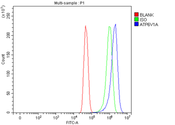 ATP6V1A Antibody
