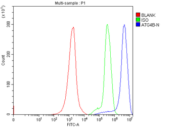 ATG4B Rabbit Polyclonal Antibody