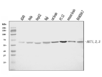 AKT1,2,3 Antibody
