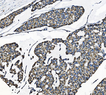 TOMM70 Antibody