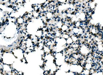 Tlr8 Rabbit Polyclonal Antibody
