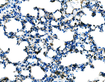 Tlr8 Rabbit Polyclonal Antibody