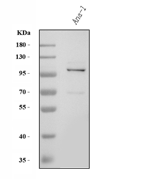 Tlr8 Rabbit Polyclonal Antibody