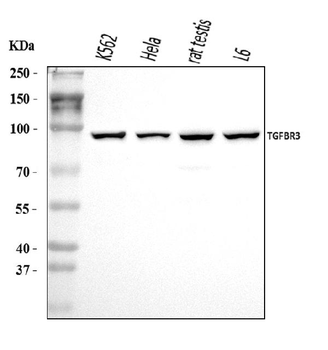 TGF beta Receptor III/TGFBR3 Antibody