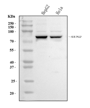 SUN2 Antibody