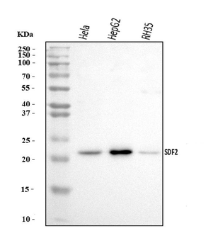 SDF2 Rabbit Polyclonal Antibody