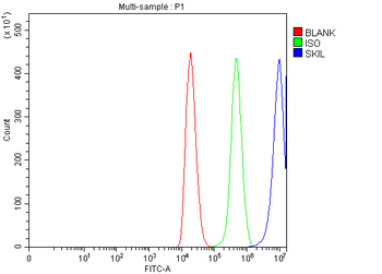 SnoN/SNO/SKIL Antibody