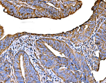 RPL32 Antibody