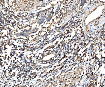 RPL32 Antibody