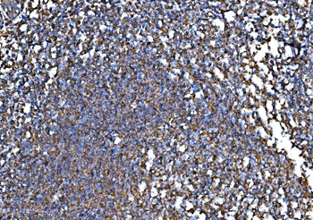RPL32 Antibody