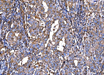 RPL32 Antibody