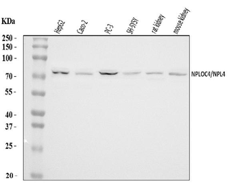 NPL4/NPLOC4 Rabbit Polyclonal Antibody