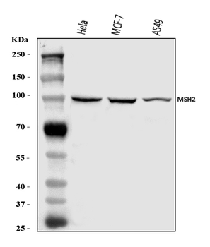 MSH2 Rabbit Polyclonal Antibody