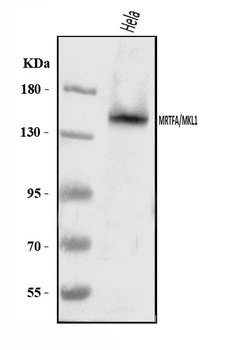 Mkl1/MRTFA Rabbit Polyclonal Antibody