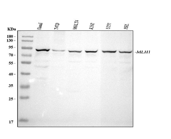 MLH1 Antibody