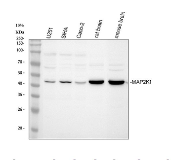 MEK1/MAP2K1 Antibody