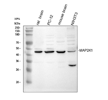 MEK1/MAP2K1 Antibody