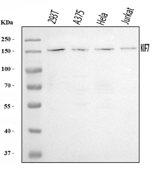 KIF7 Rabbit Polyclonal Antibody