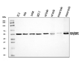 FKBP52/FKBP4 Antibody