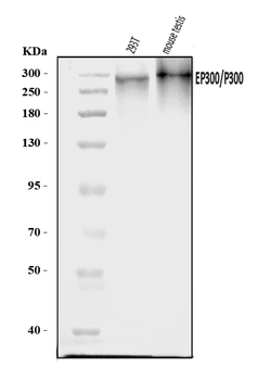 KAT3B/p300/EP300 Antibody