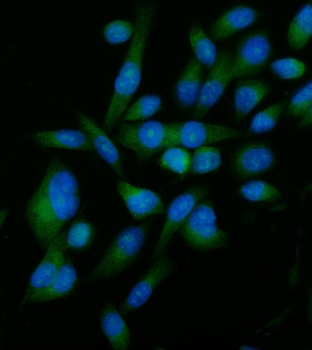 Elongin-C/ELOC Antibody