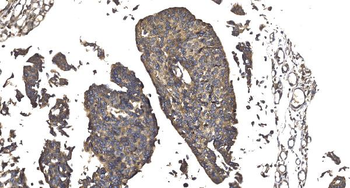 Elongin-C/ELOC Antibody