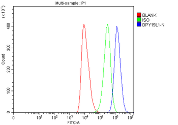 DPY19L1 Rabbit Polyclonal Antibody