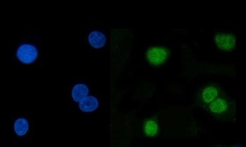 Hsp40/DNAJB1 Antibody