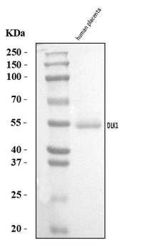 DLK-1/DLK1/DLK Rabbit Polyclonal Antibody
