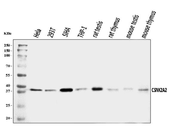 CSNK2A2 Antibody