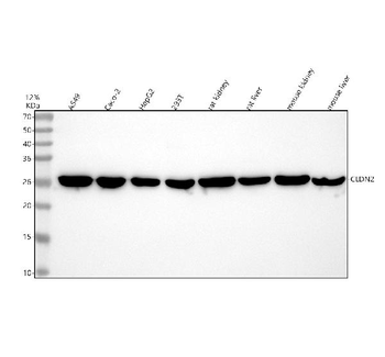 Claudin 2/CLDN2 Antibody