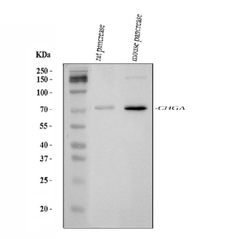Chromogranin A/Chga Rabbit Polyclonal Antibody