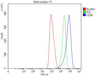 CD36 Rabbit Polyclonal Antibody