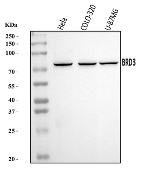 BRD3 Rabbit Polyclonal Antibody