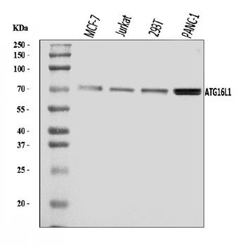 ATG16L1 Antibody