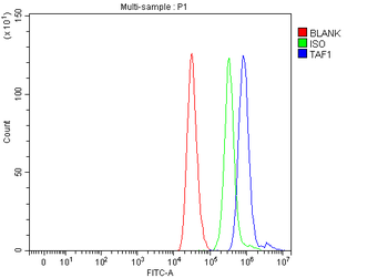TAF1 Rabbit Polyclonal Antibody
