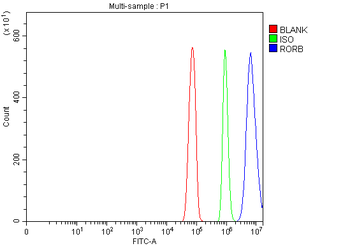 ROR beta/RORB Rabbit Polyclonal Antibody