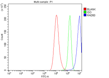 RAD50 Rabbit Polyclonal Antibody